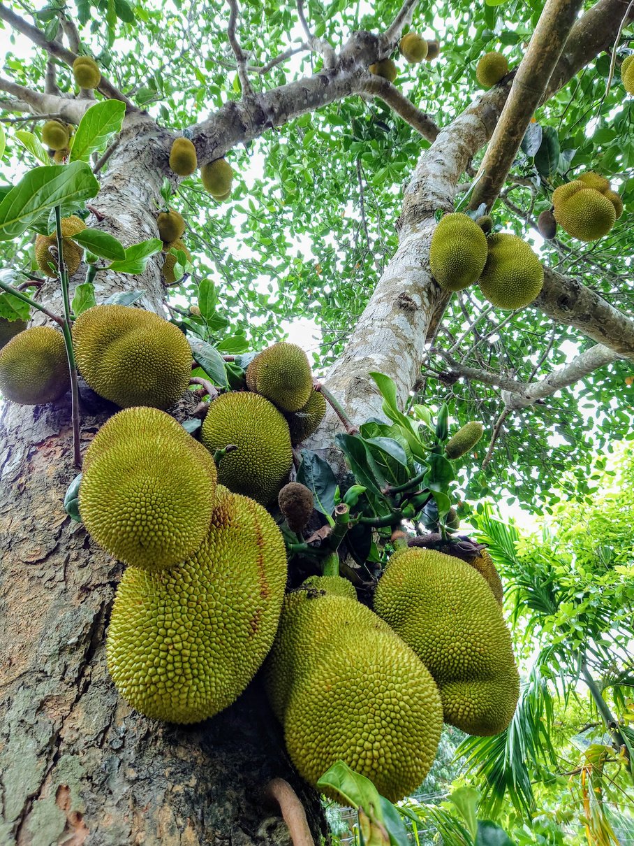 Jackfruit