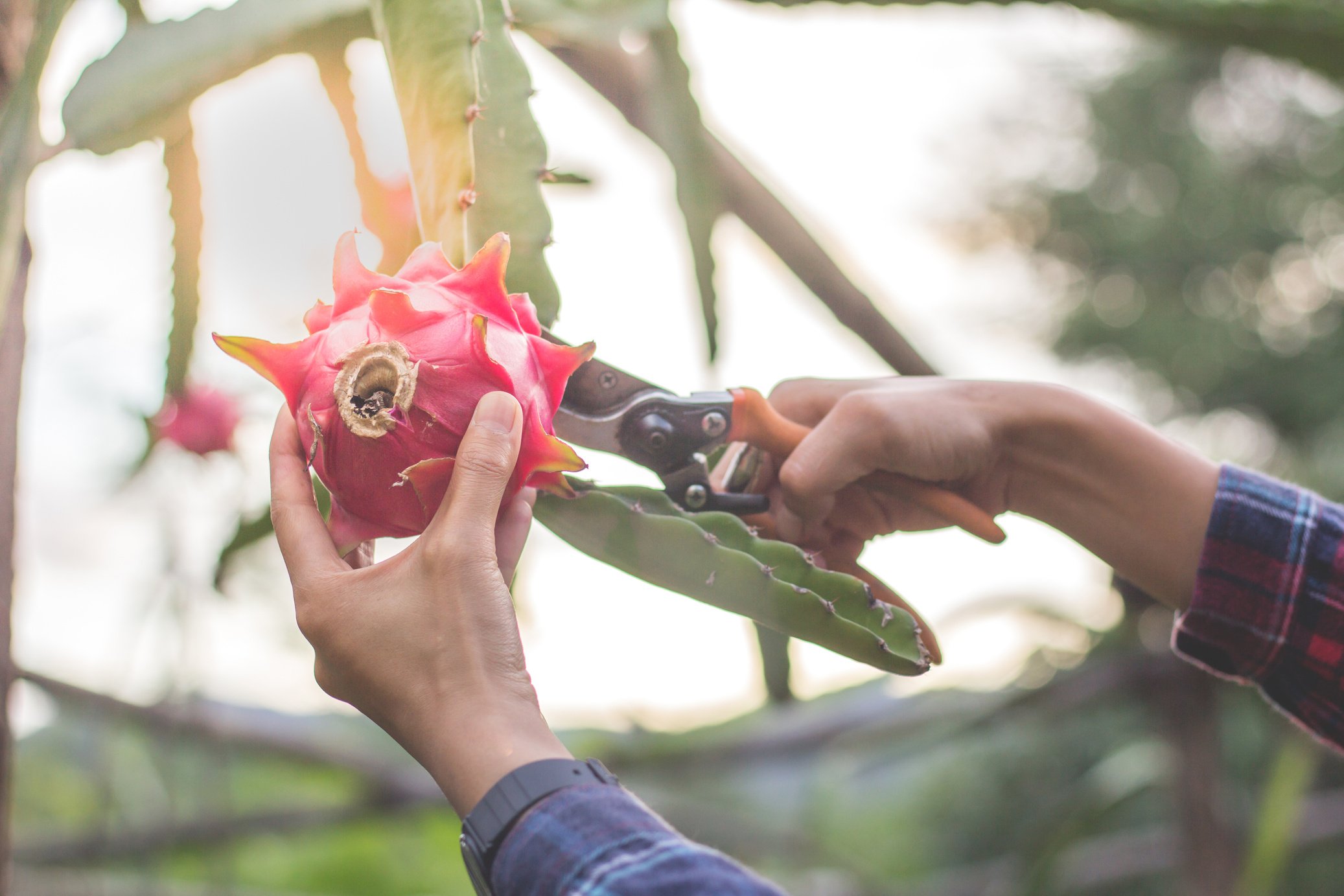 Women are collecting dragon fruit, farmer harvested the dragon fruit.